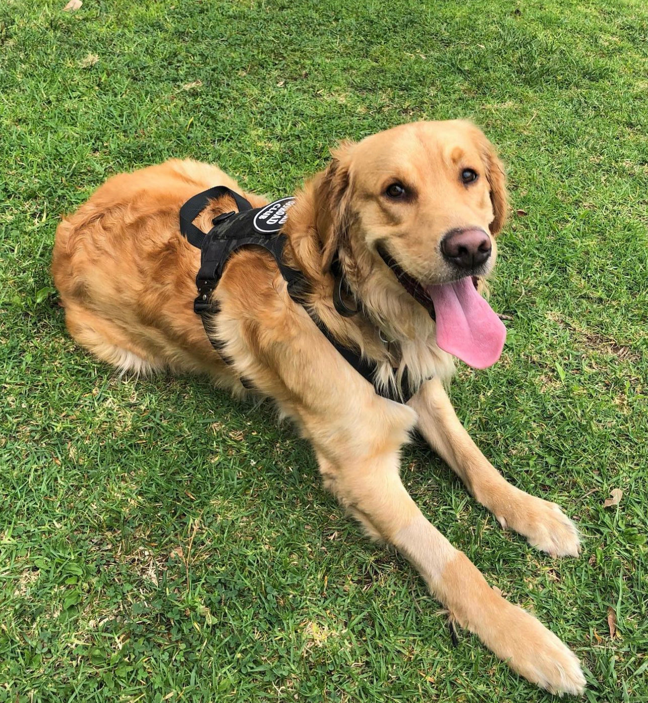 K9R - M1 LightSpeed Harness Large